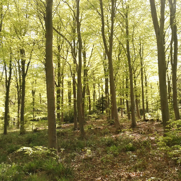 Leigh Woods